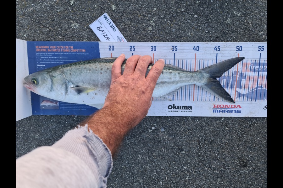 Scott Bassett caught this 45.0cm Kahawai at Wellington during The Hirepool Baitmates Fishing Comp
