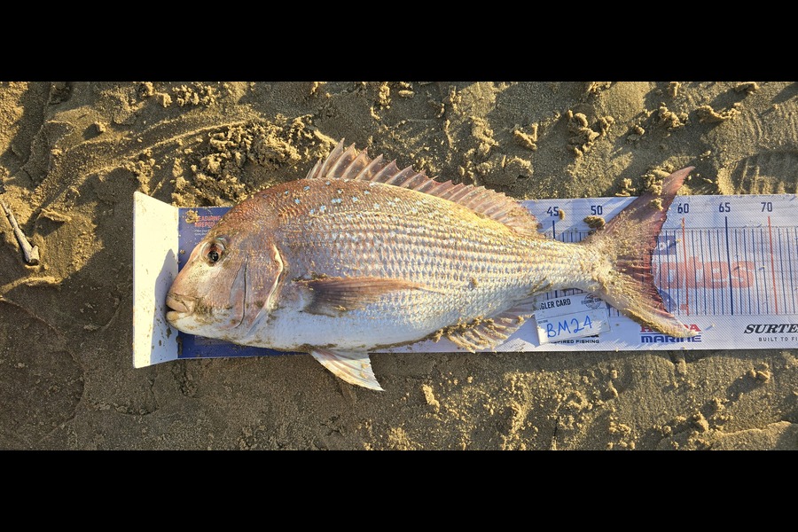 Peter Dunn caught this 56.0cm Snapper at Northland during The Hirepool Baitmates Fishing Comp