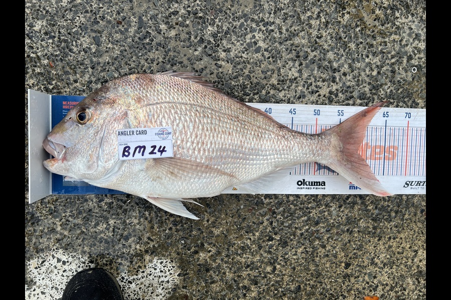Shane Whitaker caught this 59.0cm Snapper at Northland during The Hirepool Baitmates Fishing Comp