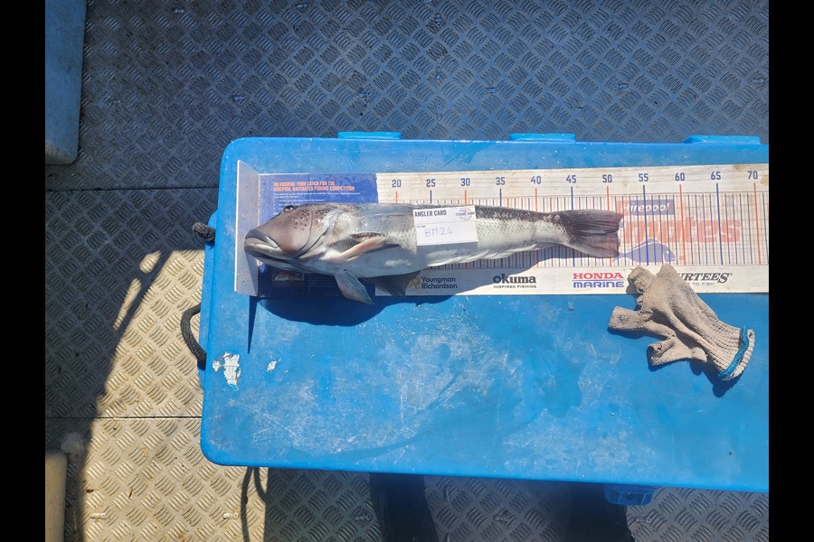 Garry Northcott caught this 51.0cm Blue Cod at Taranaki during The Hirepool Baitmates Fishing Comp