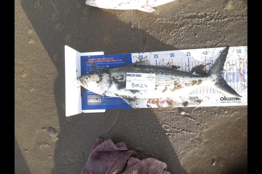 Clinton Emtage caught this 44.5cm Kahawai at Northland during The Hirepool Baitmates Fishing Comp