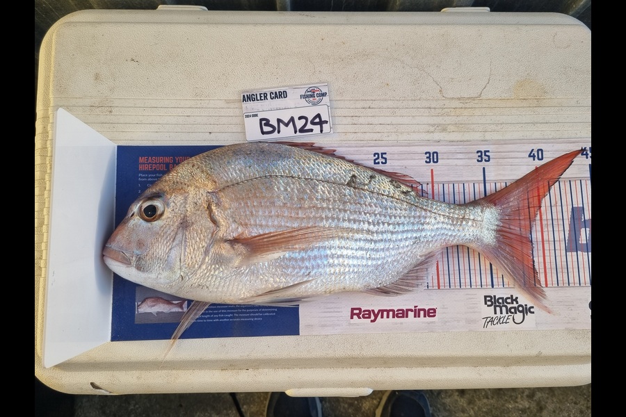 Danny Guirdham caught this 39.0cm Snapper at Wellington during The Hirepool Baitmates Fishing Comp