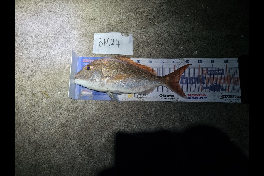 Michael Brown caught this 41.5cm Snapper at Bay of Plenty during The Hirepool Baitmates Fishing Comp