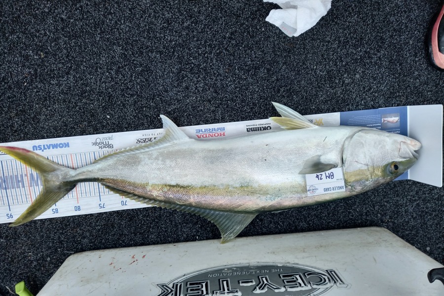 Sandra Dicker caught this 87.0cm Kingfish at Auckland during The Hirepool Baitmates Fishing Comp