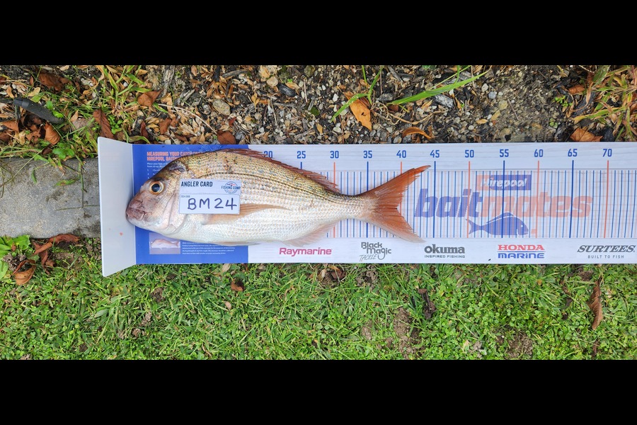 Cameron Spiers caught this 39.0cm Snapper at Bay of Plenty during The Hirepool Baitmates Fishing Comp