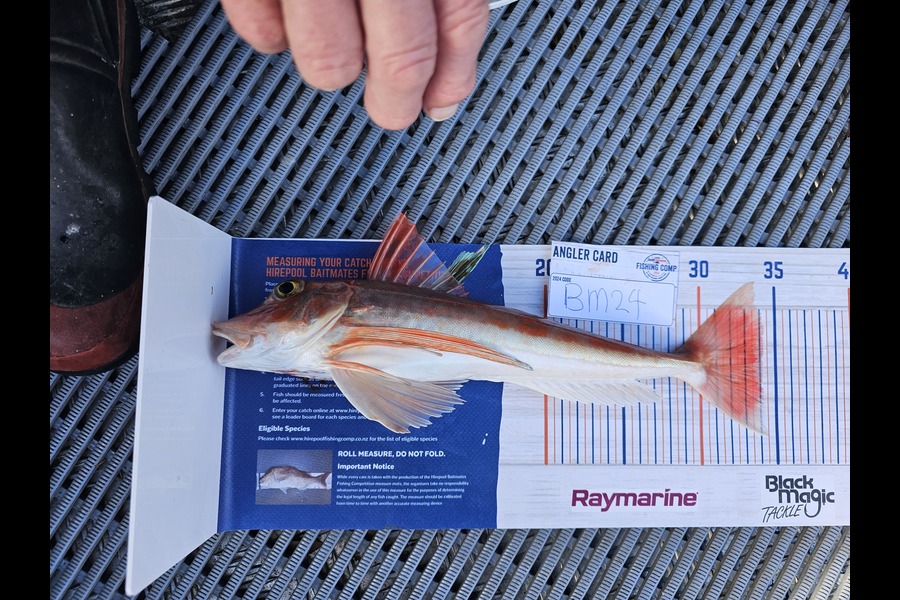 Paul Vossen caught this 34.0cm Gurnard at Coromandel during The Hirepool Baitmates Fishing Comp