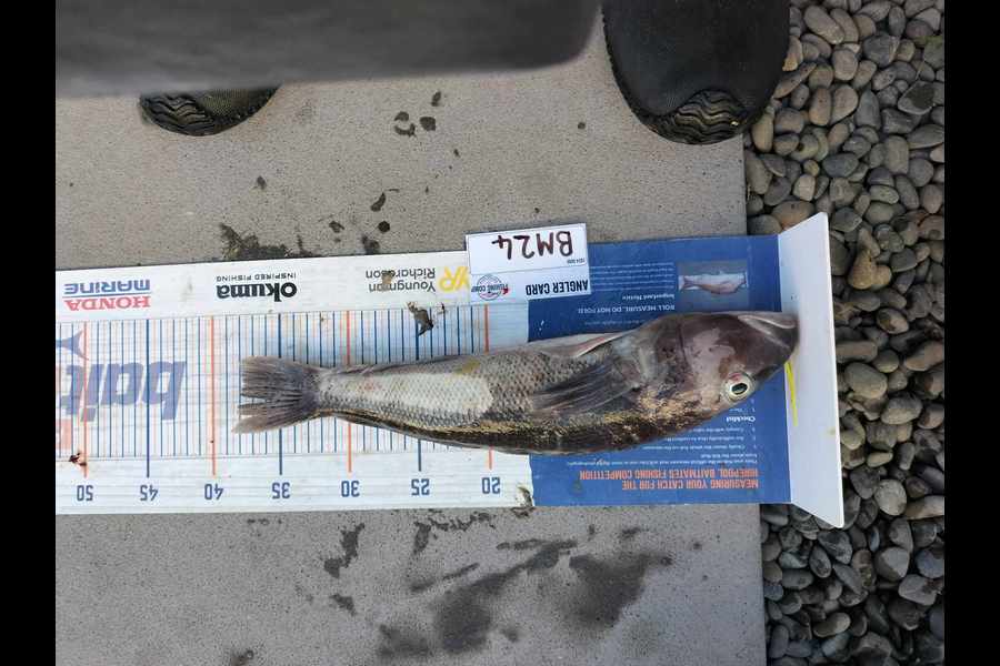 Tracey Castle caught this 38.0cm Blue Cod at Taranaki during The Hirepool Baitmates Fishing Comp
