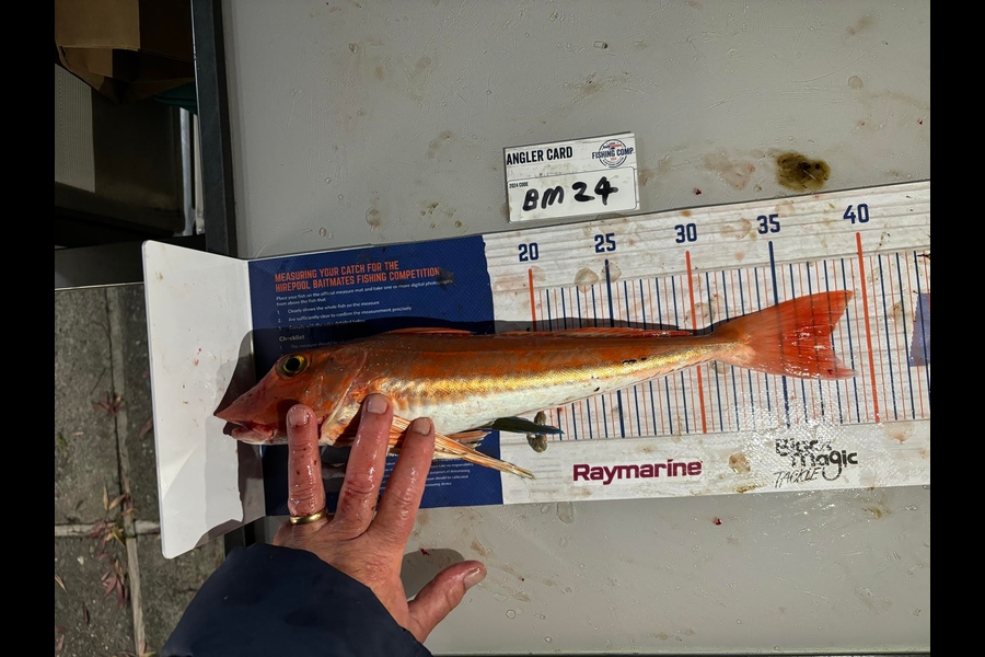 Sharon Rawson caught this 37.5cm Gurnard at Nelson/Marlborough during The Hirepool Baitmates Fishing Comp