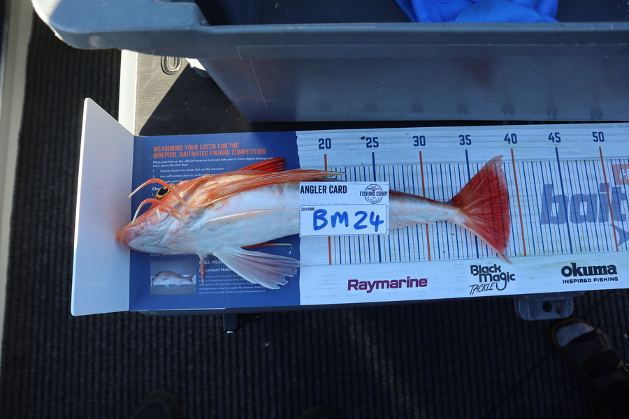 Mark Cotton caught this 39.0cm Gurnard at Nelson/Marlborough during The Hirepool Baitmates Fishing Comp