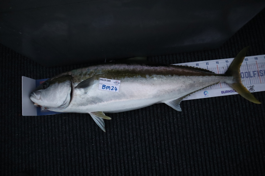 Mark Cotton caught this 100.5cm Kingfish at Nelson/Marlborough during The Hirepool Baitmates Fishing Comp