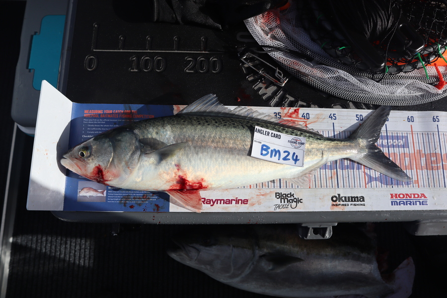 Mark Cotton caught this 52.5cm Kahawai at Nelson/Marlborough during The Hirepool Baitmates Fishing Comp