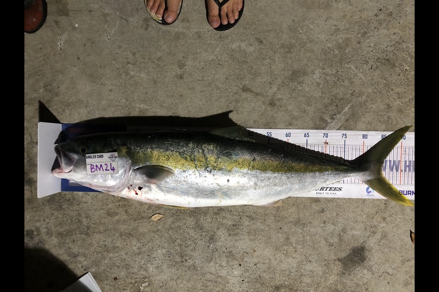 Nikki Tate caught this 84.0cm Kingfish at Northland during The Hirepool Baitmates Fishing Comp