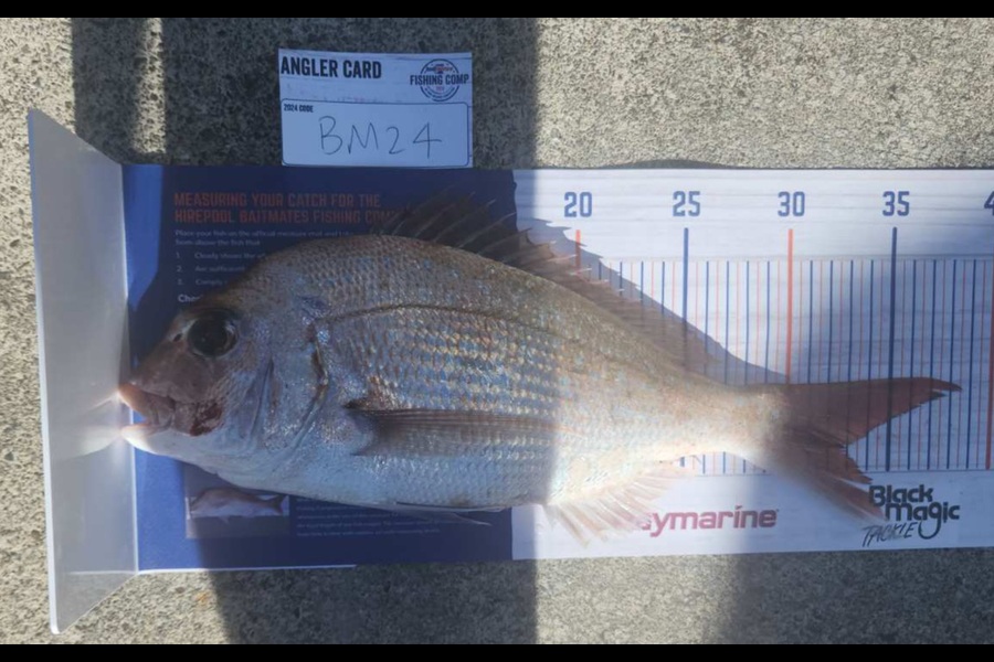 Matt Prescott caught this 33.0cm Snapper at Wellington during The Hirepool Baitmates Fishing Comp
