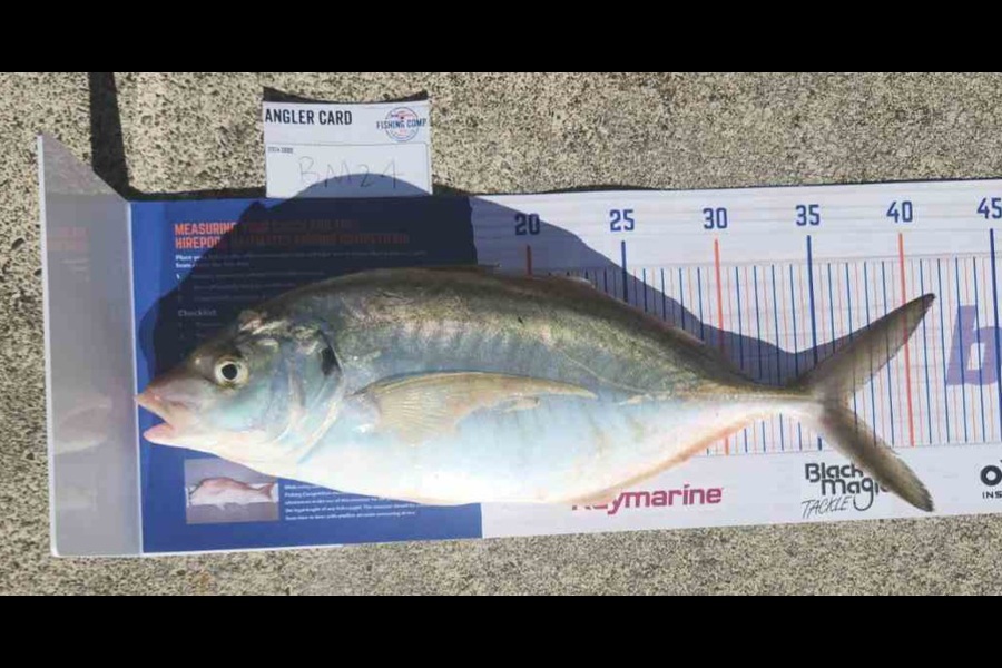 Matt Prescott caught this 35.5cm Trevally at Wellington during The Hirepool Baitmates Fishing Comp