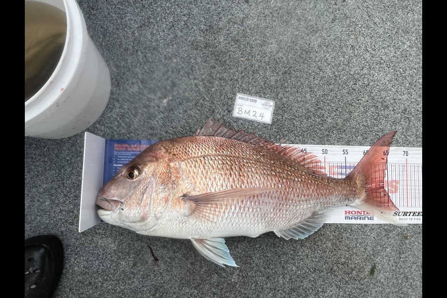 Lisa Lamb caught this 64.0cm Snapper at Nelson/Marlborough during The Hirepool Baitmates Fishing Comp