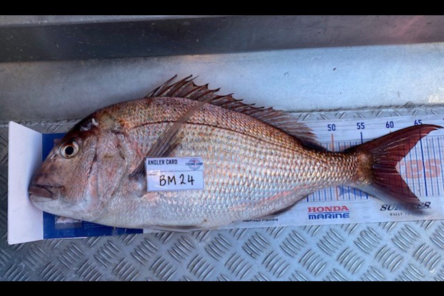 Gary Allan caught this 60.0cm Snapper at Wellington during The Hirepool Baitmates Fishing Comp