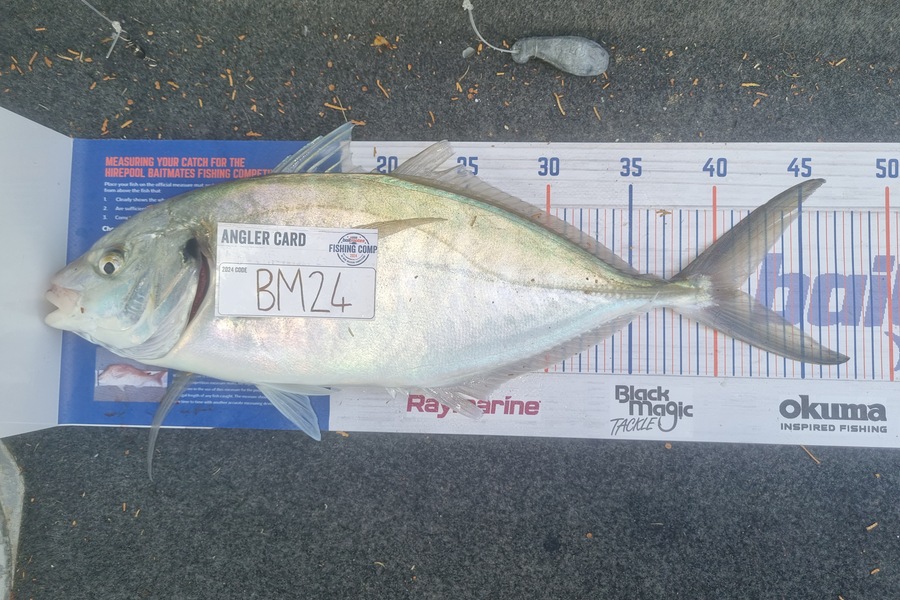 Weston Curtis caught this 41.0cm Trevally at Bay of Plenty during The Hirepool Baitmates Fishing Comp