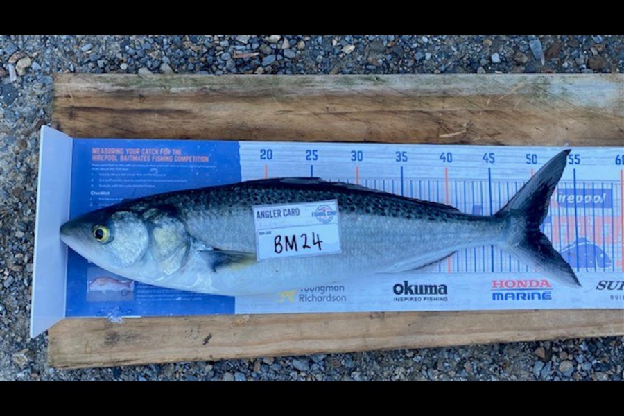 Braxton Allan caught this 50.5cm Kahawai at Wellington during The Hirepool Baitmates Fishing Comp