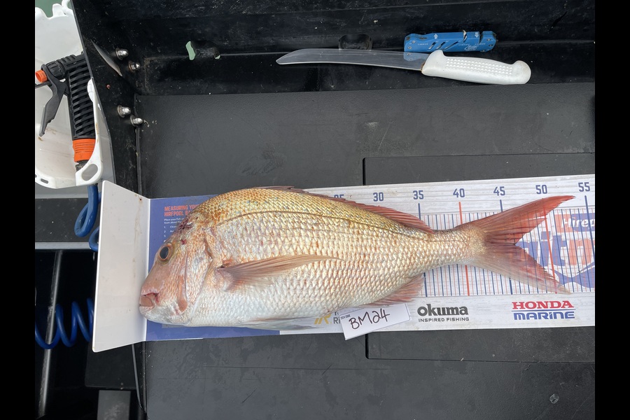 Liz van der Westhuizen caught this 46.0cm Snapper at Bay of Plenty during The Hirepool Baitmates Fishing Comp