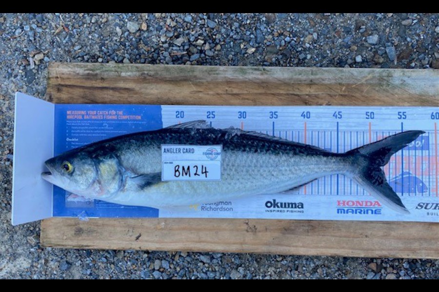 Mason Allan caught this 51.5cm Kahawai at Wellington during The Hirepool Baitmates Fishing Comp