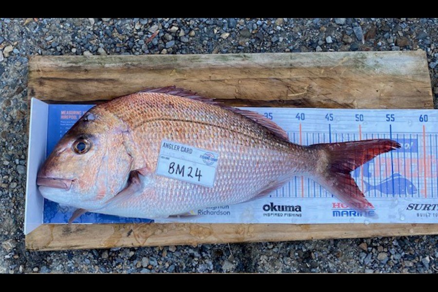 Braxton Allan caught this 48cm Snapper at Wellington during The Hirepool Baitmates Fishing Comp