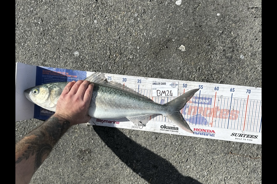 Brodie Sullivan-Richards caught this 49.0cm Kahawai at Manawatu during The Hirepool Baitmates Fishing Comp