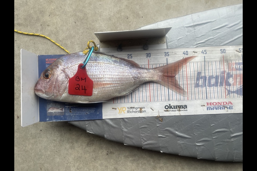 Graeme Duncan caught this 37.0cm Snapper at Bay of Plenty during The Hirepool Baitmates Fishing Comp