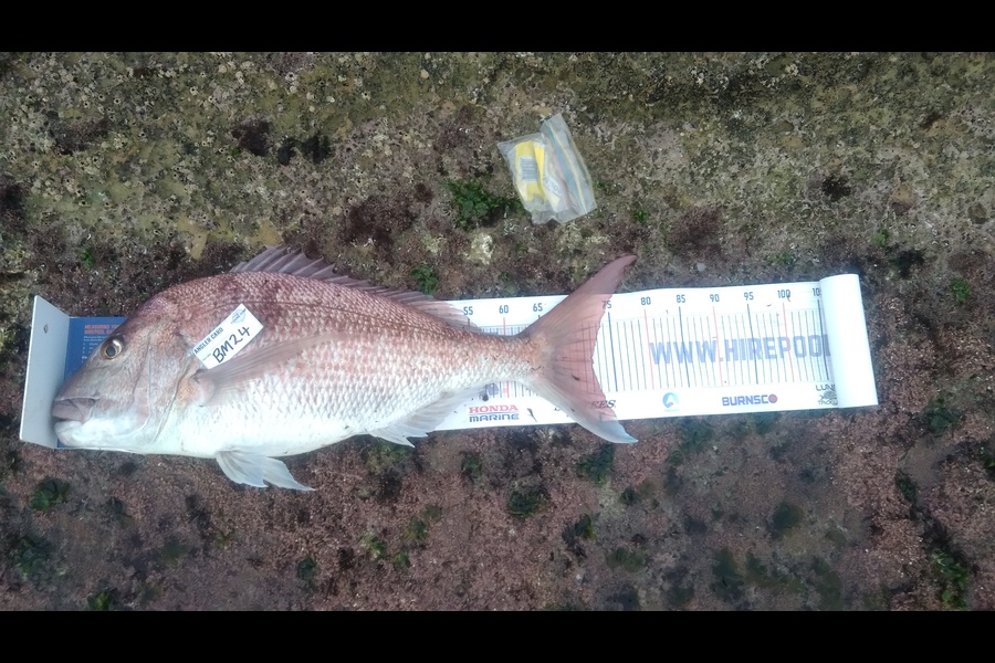 Jason Palmer caught this 72.0cm Snapper at Waikato during The Hirepool Baitmates Fishing Comp