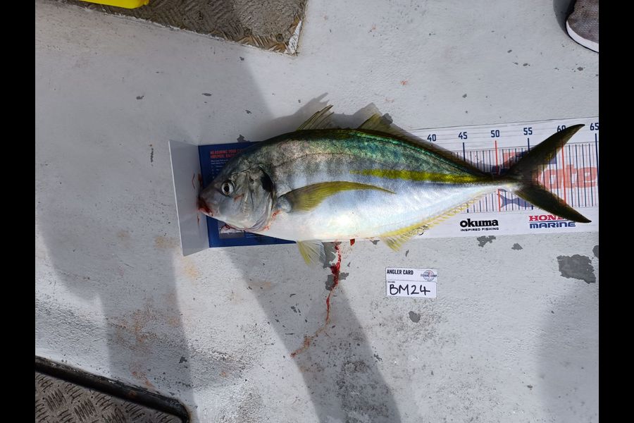 Ryan Hardie caught this 55.5cm Trevally at Northland during The Hirepool Baitmates Fishing Comp