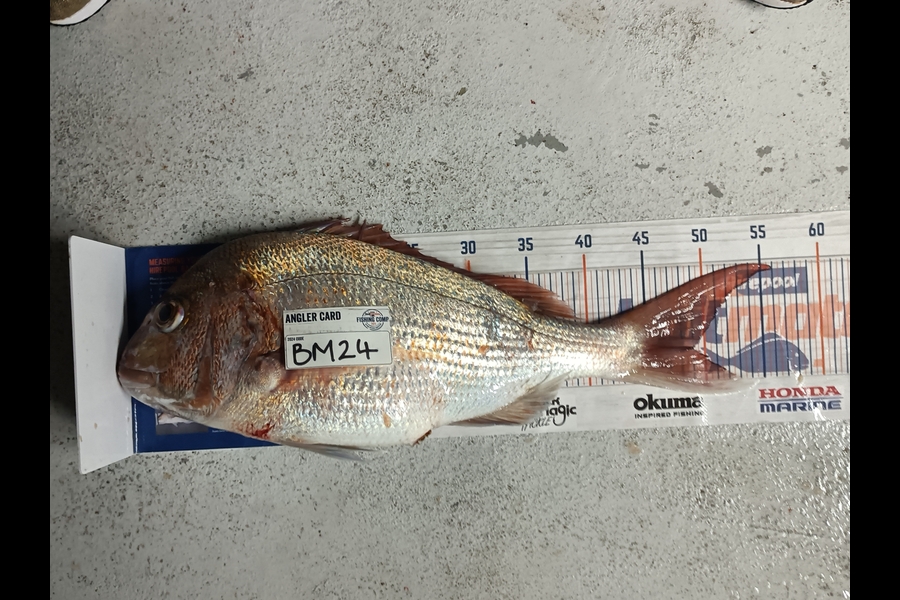 Daniel Hilton caught this 49.0cm Snapper at Northland during The Hirepool Baitmates Fishing Comp