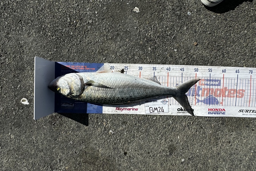Ozias Sullivan-Richards caught this 46cm Kahawai at Manawatu during The Hirepool Baitmates Fishing Comp