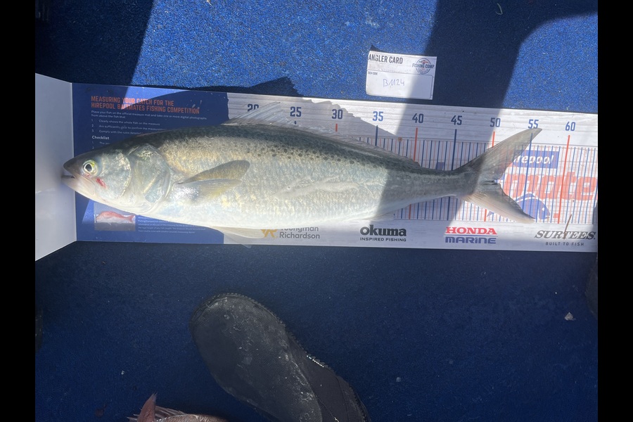 Reece Harvey caught this 50.5cm Kahawai at Nelson/Marlborough during The Hirepool Baitmates Fishing Comp