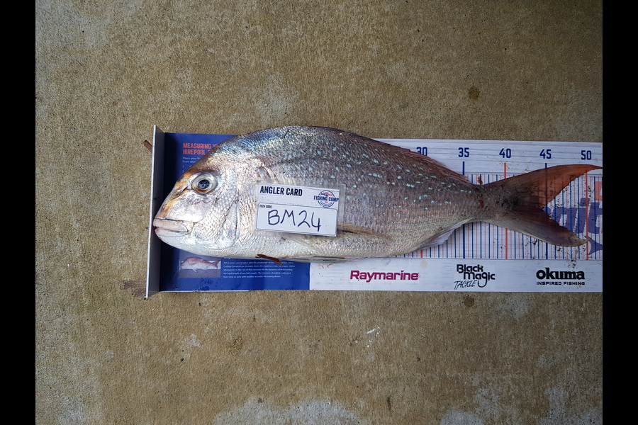 Stephen Nilsson caught this 45.0cm Snapper at Auckland during The Hirepool Baitmates Fishing Comp
