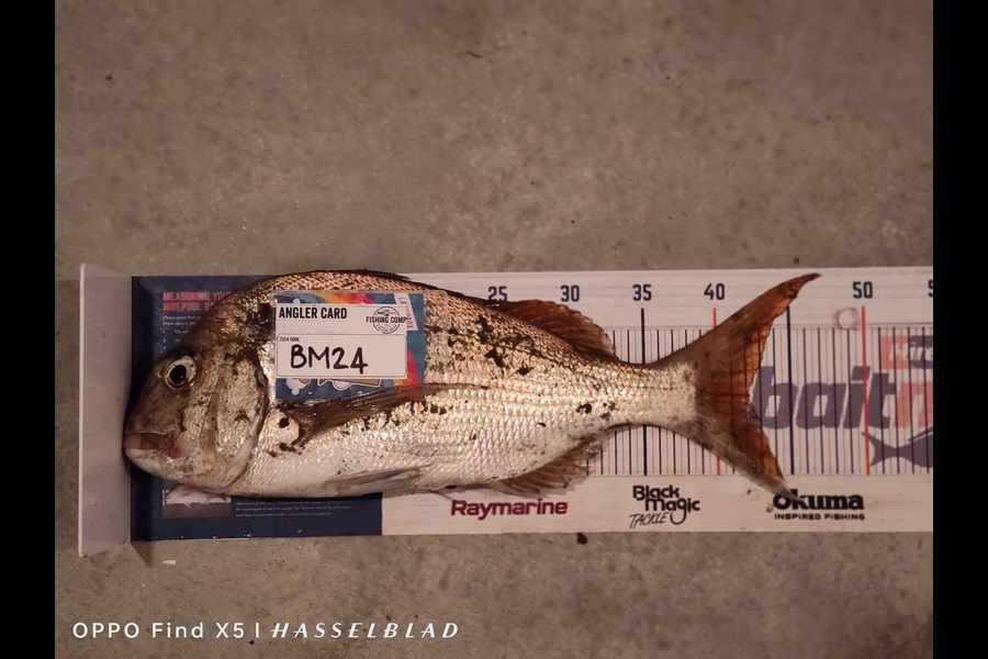 Zayn Haretuku caught this 42.0cm Snapper at Northland during The Hirepool Baitmates Fishing Comp