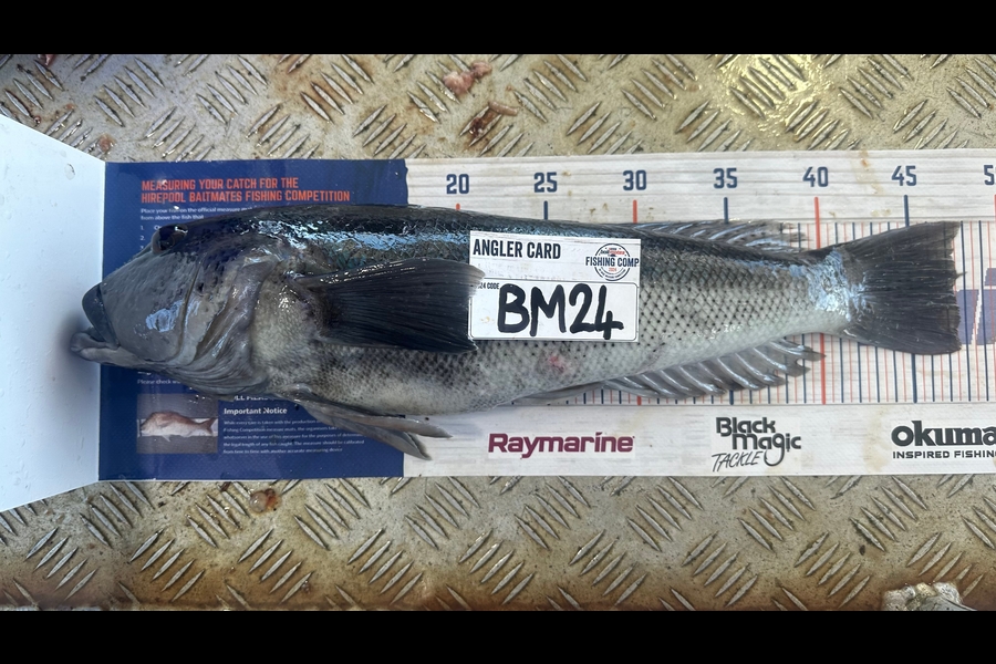 Harry Wynyard caught this 47.5cm Blue Cod at Northland during The Hirepool Baitmates Fishing Comp