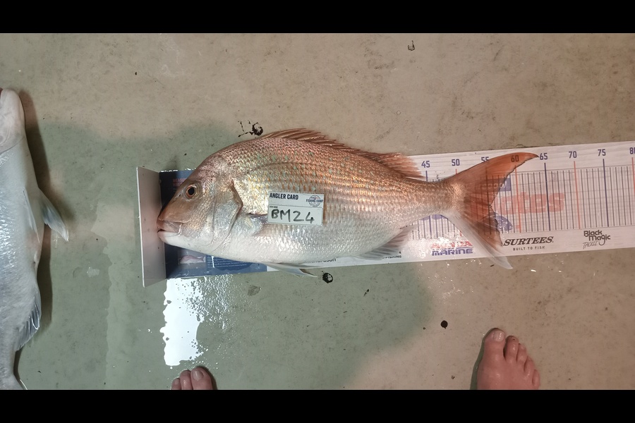 Dave Thomson caught this 55cm Snapper at Manawatu during The Hirepool Baitmates Fishing Comp