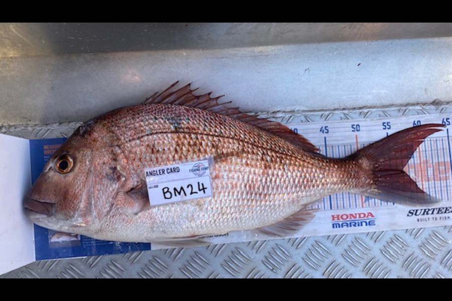 Gary Allan caught this 57.0cm Snapper at Wellington during The Hirepool Baitmates Fishing Comp