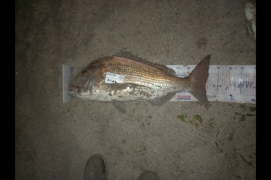 Gary Mulder caught this 68.5cm Snapper at Auckland during The Hirepool Baitmates Fishing Comp