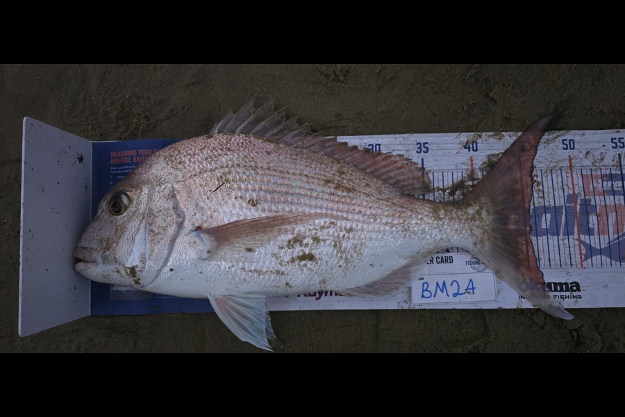 Peter Dunn caught this 45.5cm Snapper at Northland during The Hirepool Baitmates Fishing Comp