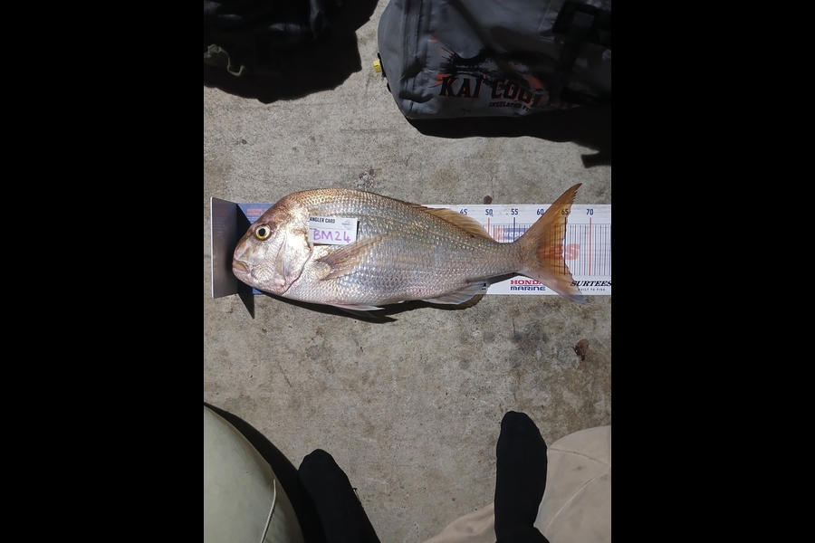 William Samson caught this 64.5cm Snapper at Northland during The Hirepool Baitmates Fishing Comp