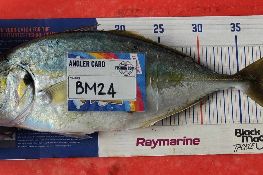 Zayn Haretuku caught this 38.0cm Trevally at Northland during The Hirepool Baitmates Fishing Comp