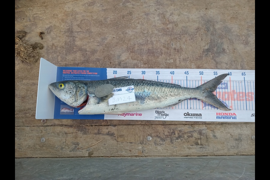 Daniel Oakly caught this 52cm Kahawai at Wairarapa
 during The Hirepool Baitmates Fishing Comp