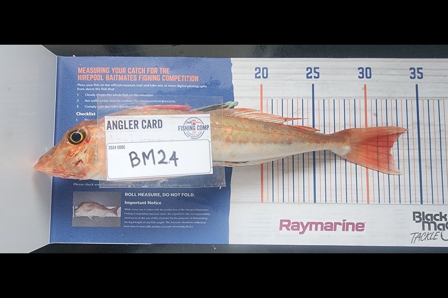Simon Rookes caught this 32.0cm Gurnard at Coromandel during The Hirepool Baitmates Fishing Comp