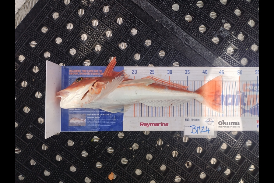 Duncan Pringle caught this 44.5cm Gurnard at Wellington during The Hirepool Baitmates Fishing Comp