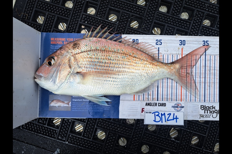 Harry Kovacs caught this 32.0cm Snapper at Wellington during The Hirepool Baitmates Fishing Comp
