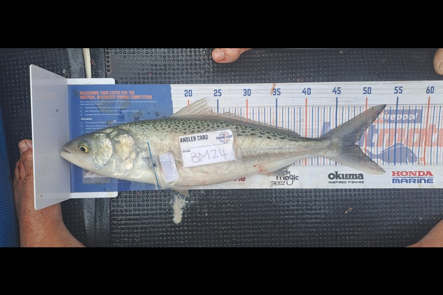 Dave Paul caught this 48.0cm Kahawai at Hawkes Bay during The Hirepool Baitmates Fishing Comp