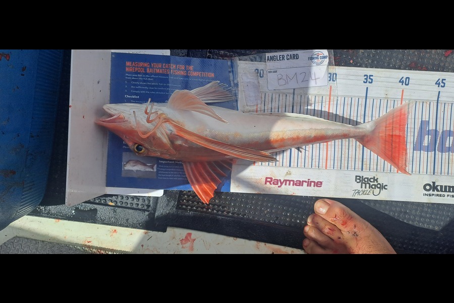 Dave Paul caught this 40.5cm Gurnard at Hawkes Bay during The Hirepool Baitmates Fishing Comp