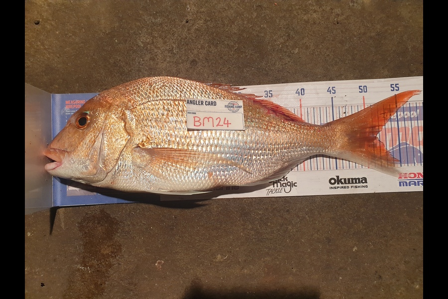 Rodney Niven caught this 51.5cm Snapper at Wellington during The Hirepool Baitmates Fishing Comp