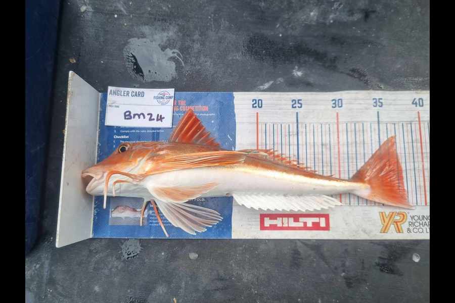 Marisa Andrews caught this 37.0cm Gurnard at Wellington during The Hirepool Baitmates Fishing Comp