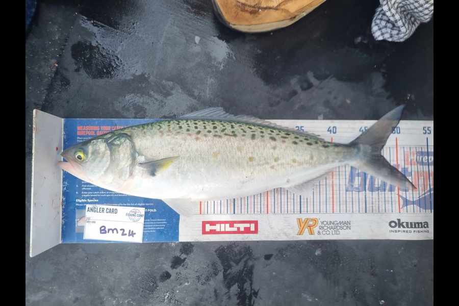 Marisa Andrews caught this 47.5cm Kahawai at Wellington during The Hirepool Baitmates Fishing Comp